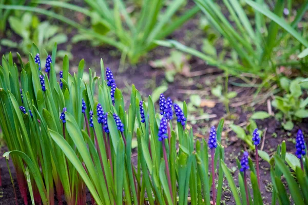 Mushyacint Huggormsbåge Blommande Blå Muscari Trädgården — Stockfoto