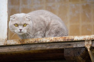 Gri kedi balkondan dışarı bakıyor.