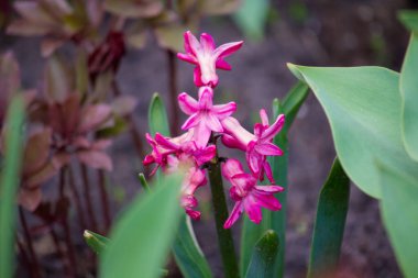 Doğulu sümbül, baharda çiçek açıyor.