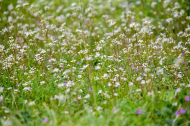 Kiev 'deki botanik bahçesinde bahar. Çiçekler, yeşil çimenler ve yapraklar