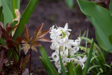 Doğulu sümbül, baharda çiçek açıyor.