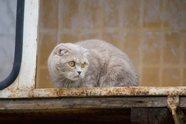 Γκρι Γάτα Κοιτάζει Έξω Από Μπαλκόνι — Φωτογραφία Αρχείου