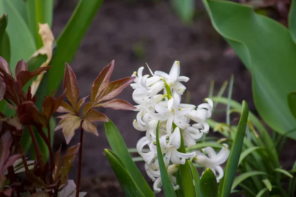 Doğulu sümbül, baharda çiçek açıyor.