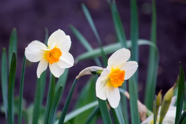 Ein Bett Mit Narzissen Vorfrühling Narziss — Stockfoto