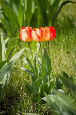 Bahçede üç çiçek açan lale