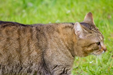 Kedi çimlerin üzerinde yürür
