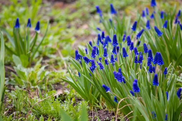 Muizenhyacint Viperboog Bloeiende Blauwe Muscari Tuin — Stockfoto