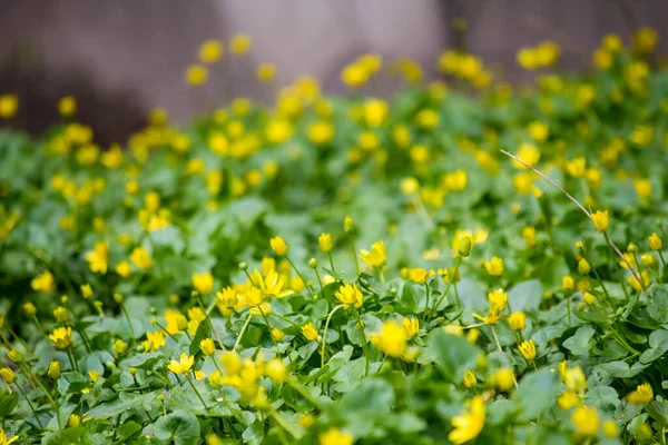 Caltha Palustris Feld Gelbe Frühlingsblumen Wald — Stockfoto