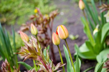 Baharda evin yakınındaki bahçede laleler.