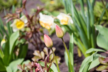 Baharda evin yakınındaki bahçede laleler.