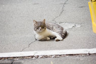 Ciddi ve rahat kedi kaldırımda yatıyor.