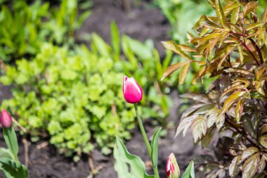 Baharda evin yakınındaki bahçede laleler.