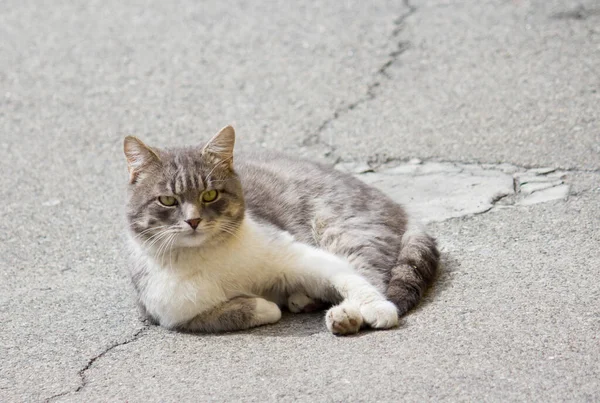 Σοβαρή Και Χαλαρή Γάτα Βρίσκεται Στο Πεζοδρόμιο — Φωτογραφία Αρχείου