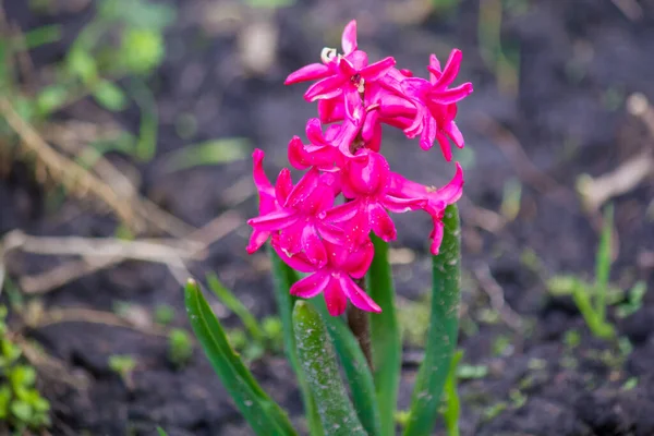 Giacinto Orientale Fioritura Primavera — Foto Stock