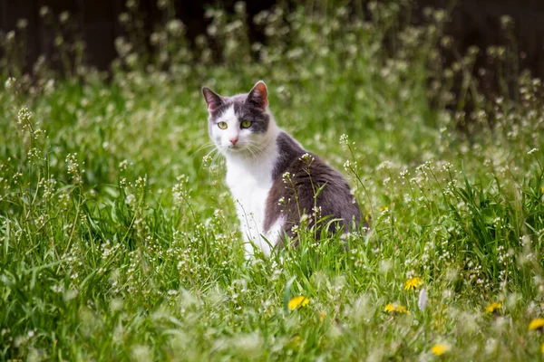 Katze Unter Den Frühlingswildblumen — Stockfoto