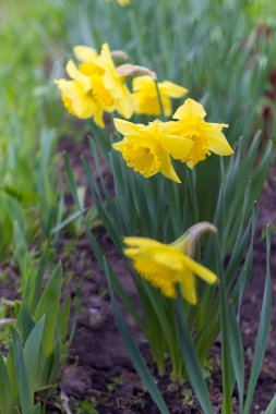 Sarı nergisli bir yatak. Narcissus.