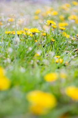 Parktaki ilk bahar karahindibaları