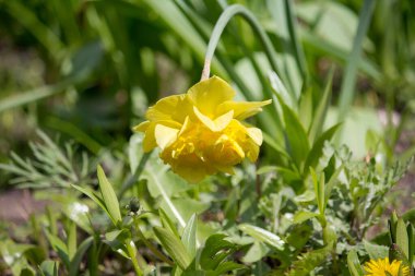 Sarı nergisli bir yatak. Narcissus.