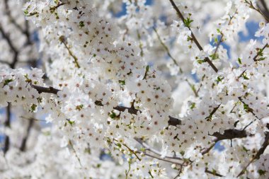 Prunus cerasifera çok çiçek açar.