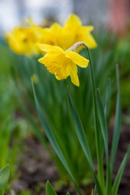 Sarı nergisli bir yatak. Narcissus.