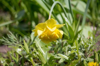 Sarı nergisli bir yatak. Narcissus.