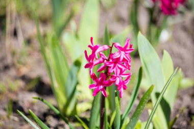 Doğulu sümbül, baharda çiçek açıyor.