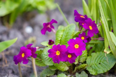 Bahçede mor çuha çiçeği