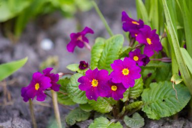 Bahçede mor çuha çiçeği