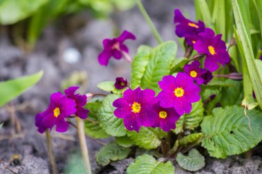 Bahçede mor çuha çiçeği