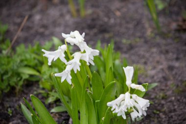 Doğulu sümbül, baharda çiçek açıyor.