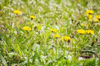Parktaki ilk bahar karahindibaları.