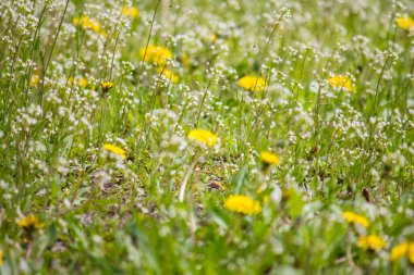 Parktaki ilk bahar karahindibaları.