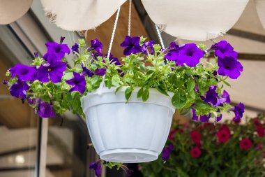 Saksıda çiçekler. Reklam için taze çiçekler.