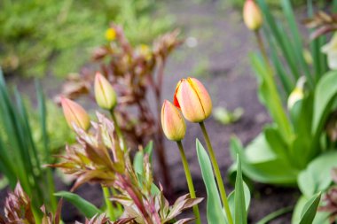 Baharda evin yakınındaki bahçede laleler.