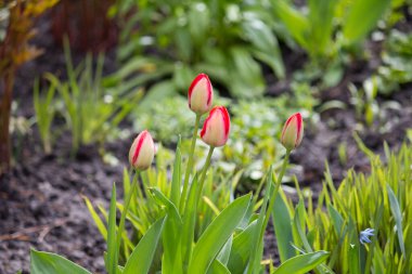 Baharda evin yakınındaki bahçede laleler.