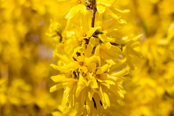 Forsythia Çalılığında Bir Sürü Sarı — Stok fotoğraf