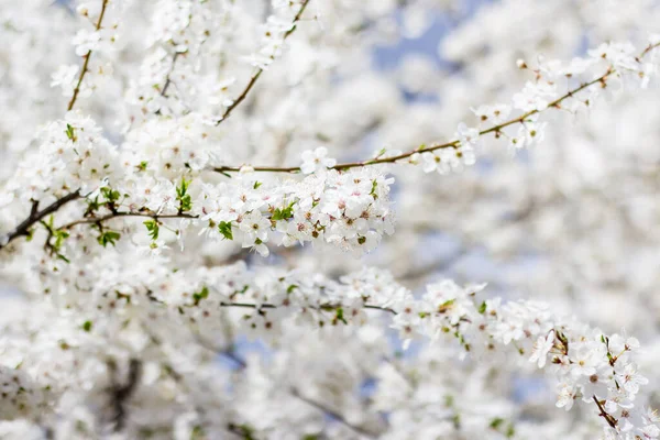 Prunus Cerasifera Blüht Viel — Stockfoto
