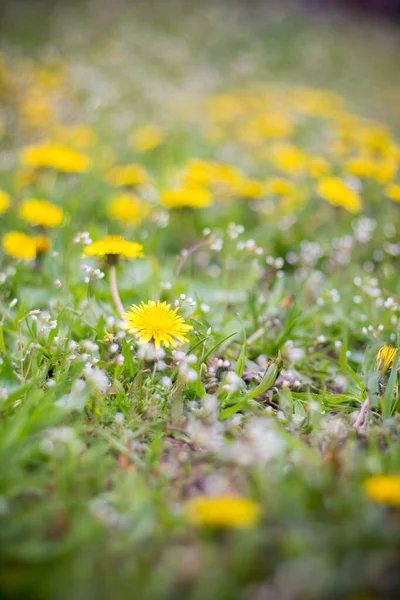 Premiers Pissenlits Printemps Dans Parc — Photo