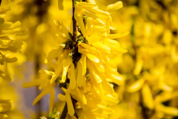 Lot Yellow Forsythia Bush — Stock Photo, Image