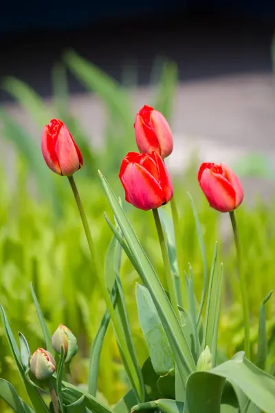 Red Tulips Garden — Stock Photo, Image