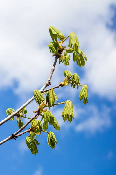 Castanhas Florescem Primavera Folhas Verdes Frescas Fundo Céu Azul — Fotografia de Stock