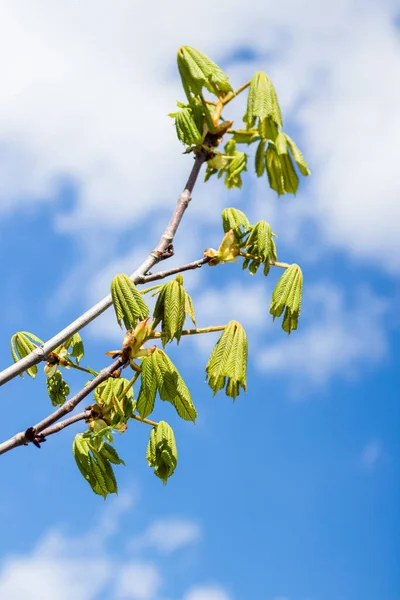 Castanhas Florescem Primavera Folhas Verdes Frescas Fundo Céu Azul — Fotografia de Stock