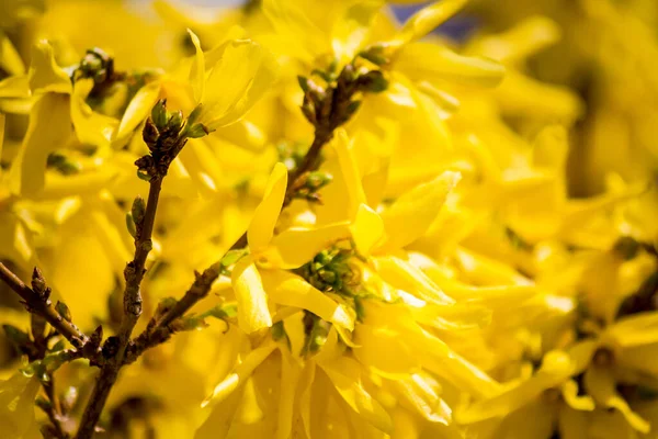 Lot Yellow Forsythia Bush — Stock Photo, Image