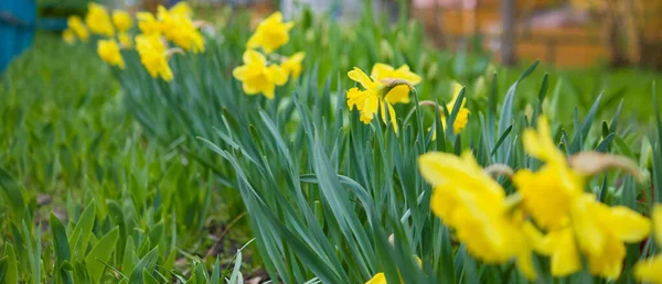 Bed Yellow Daffodils Narcissus — Stock Photo, Image