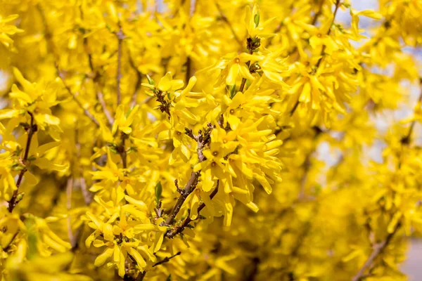 Sacco Giallo Sul Cespuglio Forsythia — Foto Stock