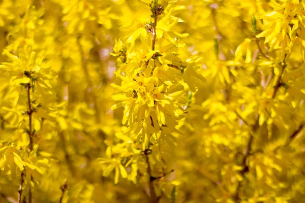 Lot Yellow Forsythia Bush — Stock Photo, Image