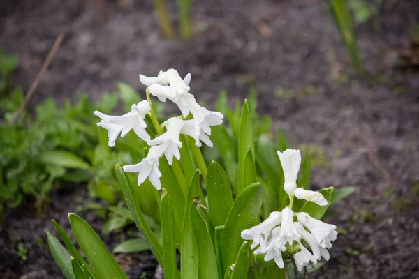 Doğulu sümbül, baharda çiçek açıyor.