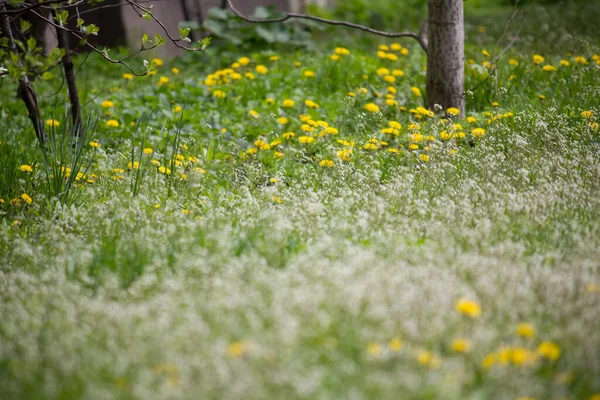 公園内の最初の春のタンポポ — ストック写真