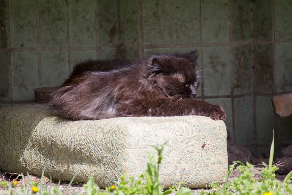 Μια Μαύρη Άστεγη Γάτα Κοιμάται Κοντά Στο Σπίτι — Φωτογραφία Αρχείου