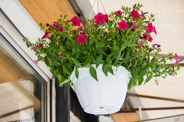 Flowers in hanging pots. Fresh flowers for advertising
